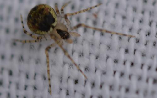 Réf. 338 665 : Platnickina tincta